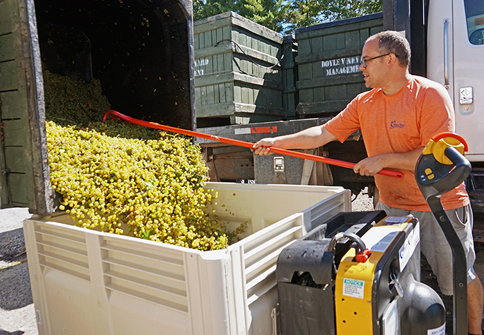 raking seyval blanc grapes